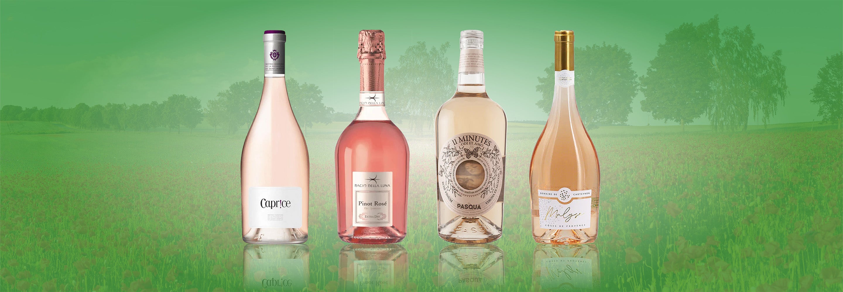 Rose Wines