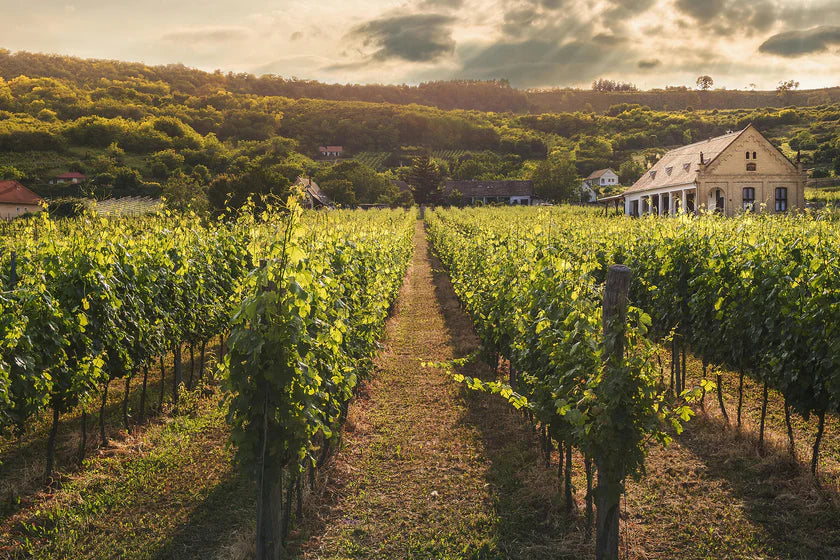 Rooted in Terroir